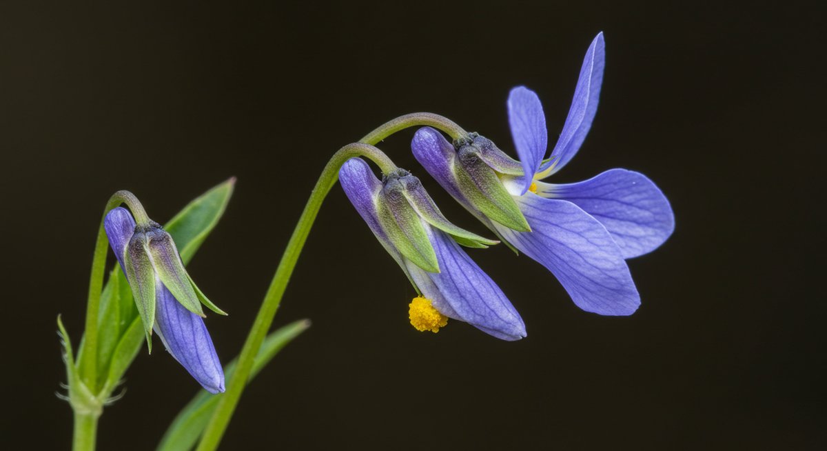 ビオラ ラブラドリカ 植えてはいけない